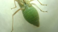 Agraphopus lethierryi