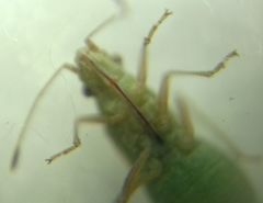 Agraphopus lethierryi