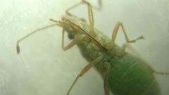 Agraphopus lethierryi