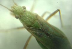 Agraphopus lethierryi