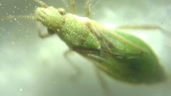 Agraphopus lethierryi