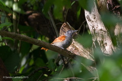 Thamnophilus palliatus