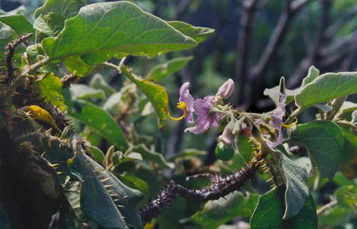 Solanum vespertilio image