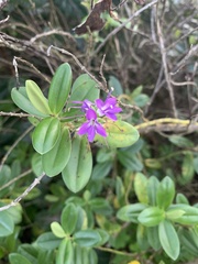 Veronica elliptica