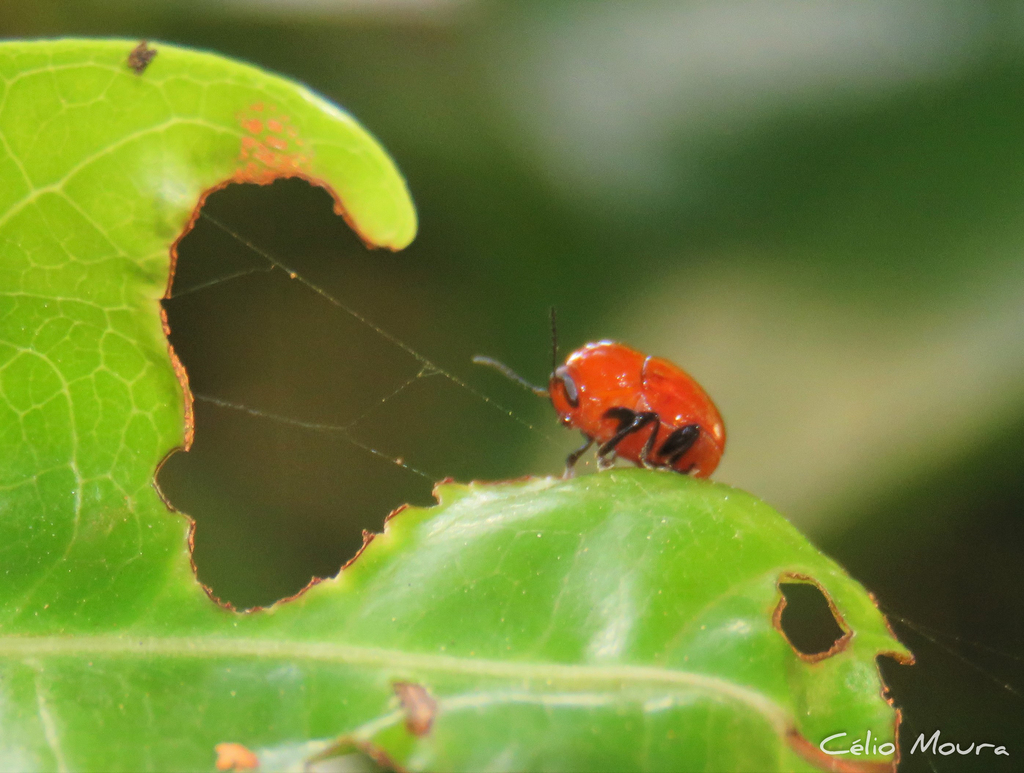 Case-bearing Leaf Beetles from UFC, Campus do Pici - Pici, Fortaleza ...