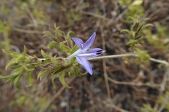Tetramerium wasshausenii