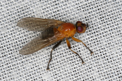 Prodalmannia variabilis