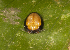 Calyptocephala gerstaeckeri