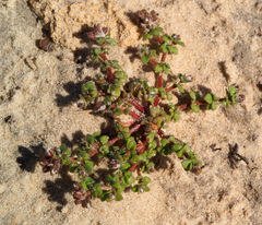 Polycarpon succulentum