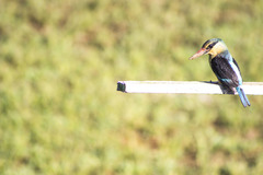 Halcyon malimbica dryas