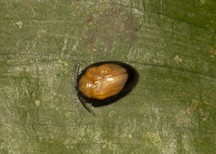 Calyptocephala gerstaeckeri
