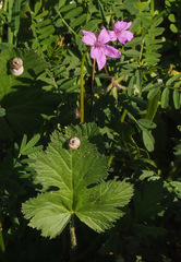 Erodium laciniatum
