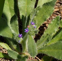 Anchusa aggregata