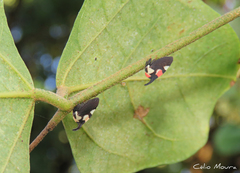 Enchophyllum quinquemaculatum