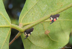 Enchophyllum quinquemaculatum