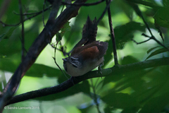 Pheugopedius genibarbis