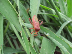 Athaumastus haematicus