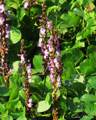 Macropsychanthus violaceus