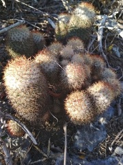 Mammillaria columbiana yucatanensis