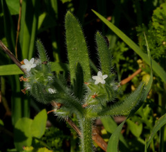 Anchusa aggregata