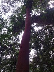 Eugenia multicostata