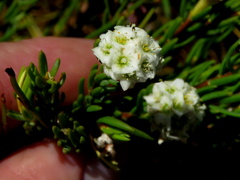 Lachnaea densiflora
