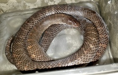 Arizona elegans philipi