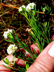 Lachnaea densiflora