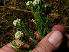 Lachnaea densiflora