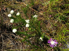 Lachnaea densiflora