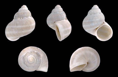 Pomatias lanzarotensis