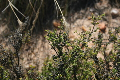 Drosanthemum asperulum