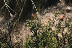 Drosanthemum asperulum