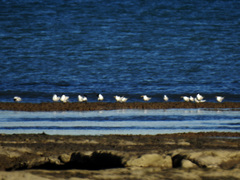 Thalasseus sandvicensis