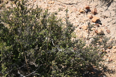 Drosanthemum asperulum