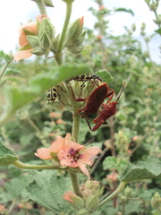 Athaumastus haematicus