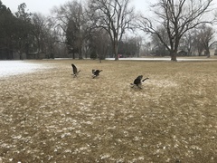 Branta canadensis
