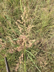 Anthenantia
