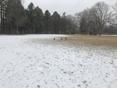 Branta canadensis
