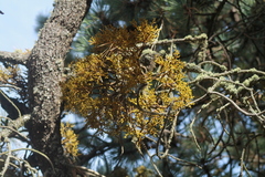 Arceuthobium globosum