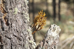 Arceuthobium globosum