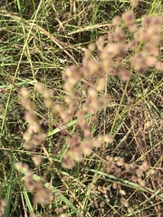 Anthenantia
