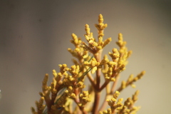 Arceuthobium globosum