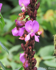 Macropsychanthus violaceus