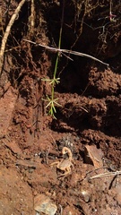 Aegaeobuthus gibbosus