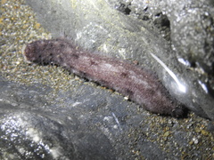 Holothuria flavomaculata