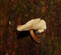 Collybia eucalyptorum