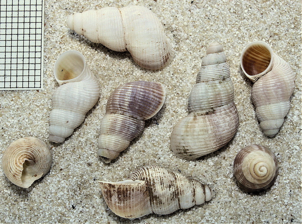 Tudorella ferruginea