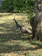 Pavo cristatus × muticus