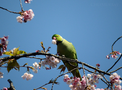 Psittacula krameri manillensis